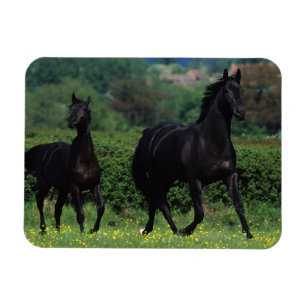 Magnet Flexible Chevaux de Thoroughbred en champ de fleurs