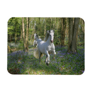 Magnet Flexible Chevaux d'imaginaire : Bois de jacinthe des bois