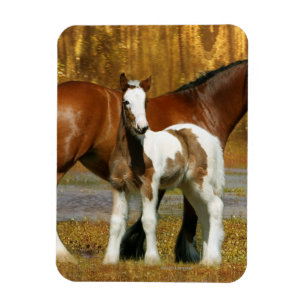 Magnet Flexible Chevaux d'imaginaire : Jument et poulain