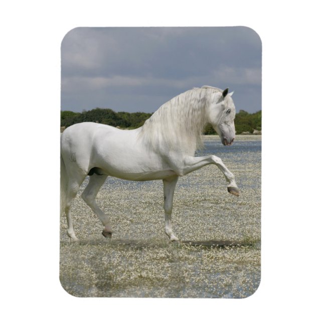Magnet Flexible Chevaux d'Imaginaire : Seigneur du lac (Vertical)