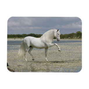 Magnet Flexible Chevaux d'Imaginaire : Seigneur du lac