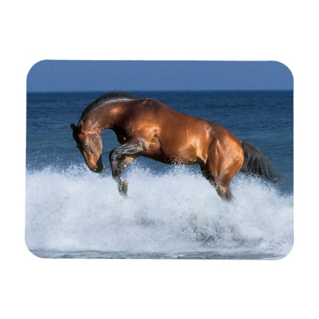 Magnet Flexible Chevaux d'Imaginaire : Selle Francais & Mer (Horizontal)