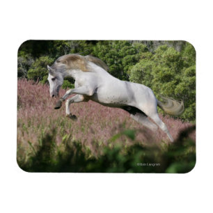 Magnet Flexible Chevaux d'Imaginaire : Spring Gallop