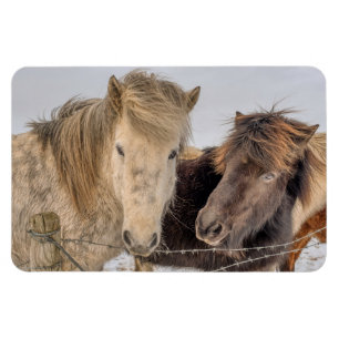 Magnet Flexible Chevaux islandais