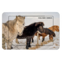 Chevaux islandais