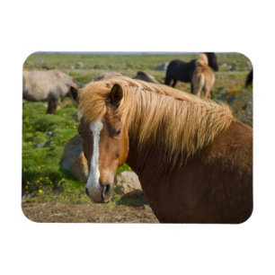 Magnet Flexible Chevaux islandais dans le nord-est de l'Islande