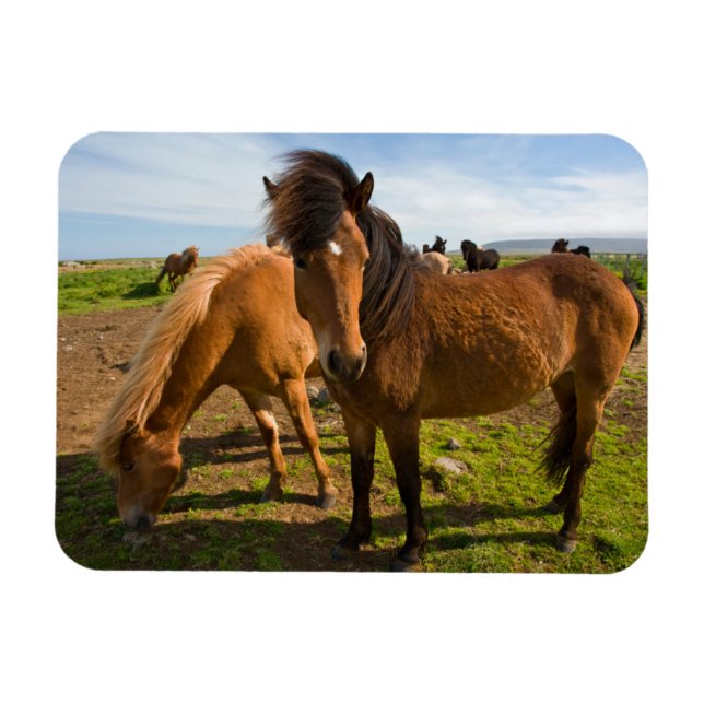 Magnet Flexible Chevaux islandais paissent (Horizontal)