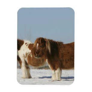 Magnet Flexible Chevaux miniatures debout dans la neige