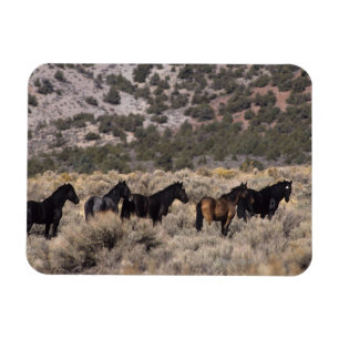 Magnet Flexible Chevaux Mustang sauvages dans le désert 2