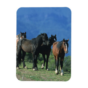 Magnet Flexible Chevaux Mustang sauvages dans les montagnes