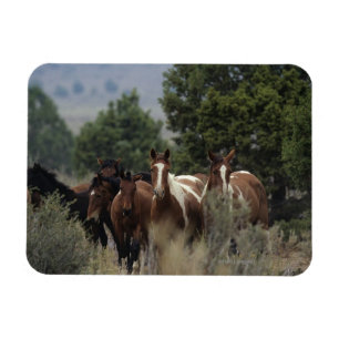 Magnet Flexible Chevaux sauvages 2 de mustang
