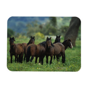 Magnet Flexible Chevaux sauvages 3 de mustang