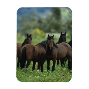 Magnet Flexible Chevaux sauvages 3 de mustang