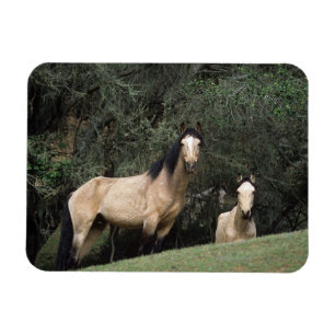 Magnet Flexible Chevaux sauvages 6 de mustang