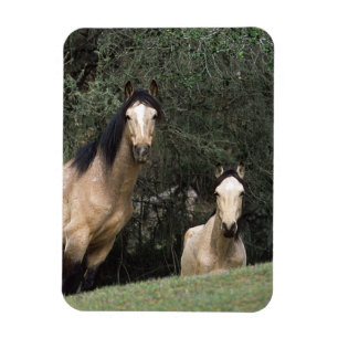 Magnet Flexible Chevaux sauvages 6 de mustang