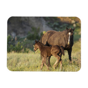 Magnet Flexible Chevaux sauvages au parc national Theodore Rooseve