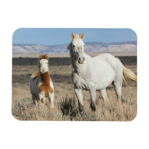 Magnet Flexible Chevaux sauvages chez eux dans le bassin de Sandwa