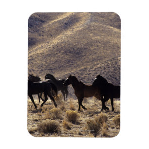 Magnet Flexible Chevaux sauvages de mustang dans le désert 1