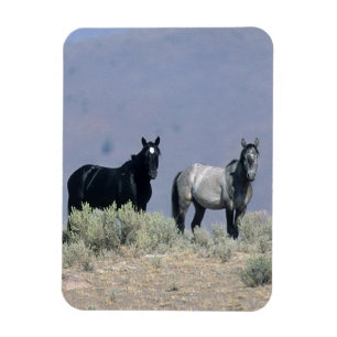 Magnet Flexible Chevaux sauvages de mustang dans le désert 3