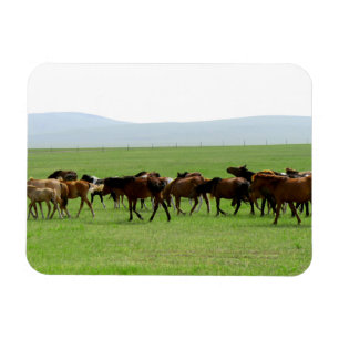 Magnet Flexible Chevaux sur le pâturage - Photographie du paysage