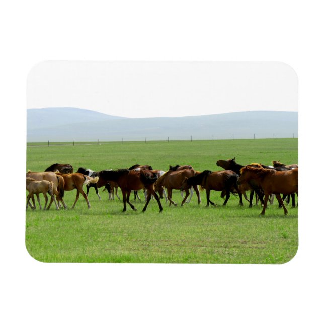 Magnet Flexible Chevaux sur le pâturage - Photographie du paysage (Horizontal)