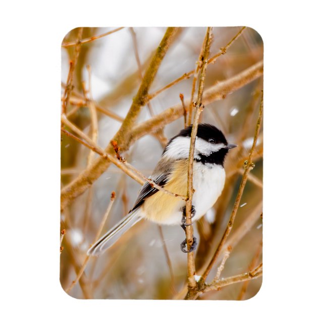 Magnet Flexible Chickadee au plafond noir - Photo originale (Vertical)