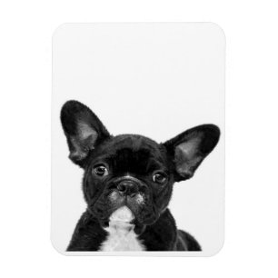Magnet Flexible Chien adorable Black French Bulldog Face