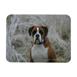 Magnet Flexible Chien assis dans le givre