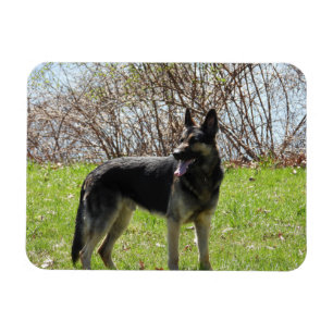 Magnet Flexible Chien berger allemand