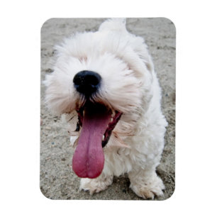 Magnet Flexible Chien blanc de chiot heureux, malteese, maltipoo.