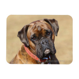 Magnet Flexible Chien Brindle de boxeur