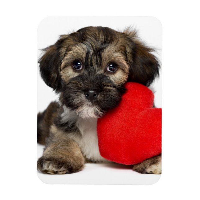 Magnet Flexible Chien chiot de Valentine Havanais (Vertical)