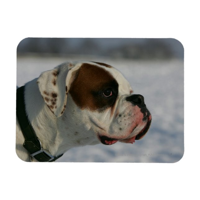 Magnet Flexible Chien de boxe dans la neige (Horizontal)
