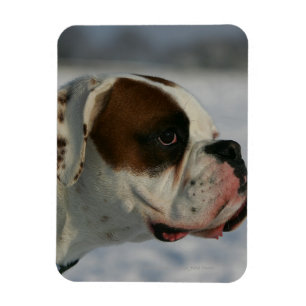 Magnet Flexible Chien de boxe dans la neige