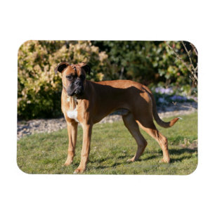 Magnet Flexible Chien de boxe de la faune debout