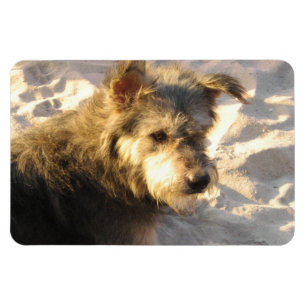 Magnet Flexible Chien de plage thaïlandais