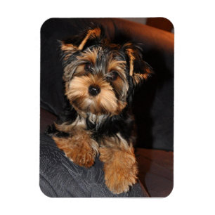 Magnet Flexible Chien du Yorkshire Terrier