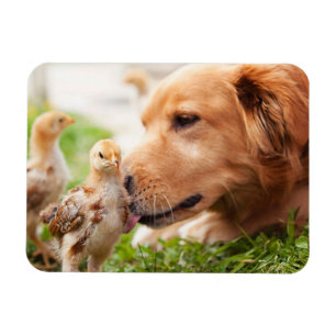 Magnet Flexible Chien et poussin