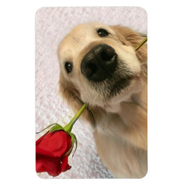 Magnet Flexible Chien Golden Retriever avec Rose rouge