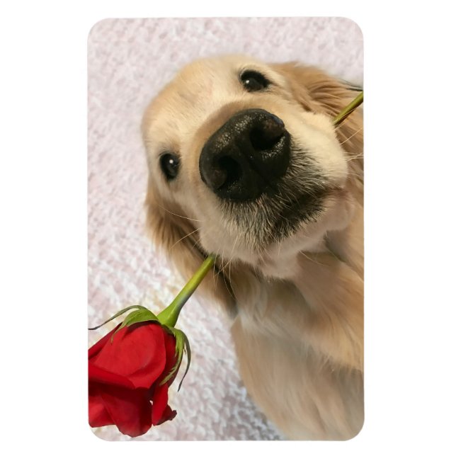 Magnet Flexible Chien Golden Retriever avec Rose rouge (Vertical)