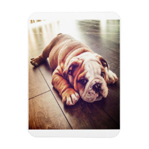 Magnet Flexible Chien menteur de Bulldog anglais Photo de chien