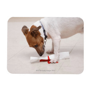Magnet Flexible Chien regardant en bas d'un diplôme