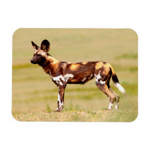 Magnet Flexible Chien sauvage africain (Lycaon Pictus) debout