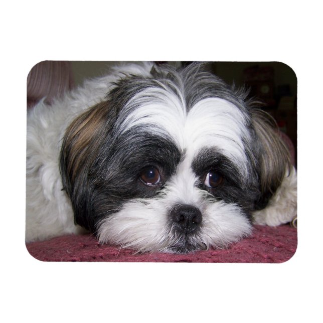 Magnet Flexible Chien Shih Tzu (Horizontal)