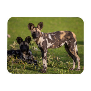 Magnet Flexible Chiens sauvages africains en Tanzanie