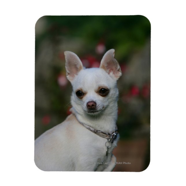 Magnet Flexible Chihuahua blanc (Vertical)