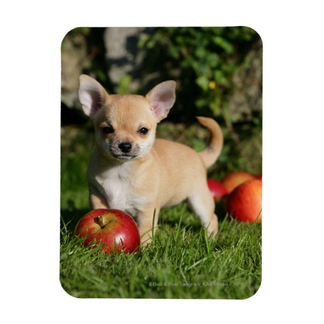 Magnet Flexible Chihuahua Chiuppy avec pommes (Vertical)