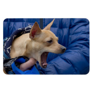 Magnet Flexible Chihuahua hurle