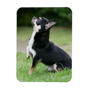 Magnet Flexible Chihuahua noir et crème