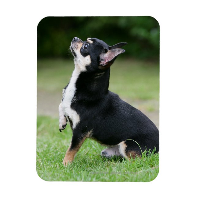 Magnet Flexible Chihuahua noir et crème (Vertical)